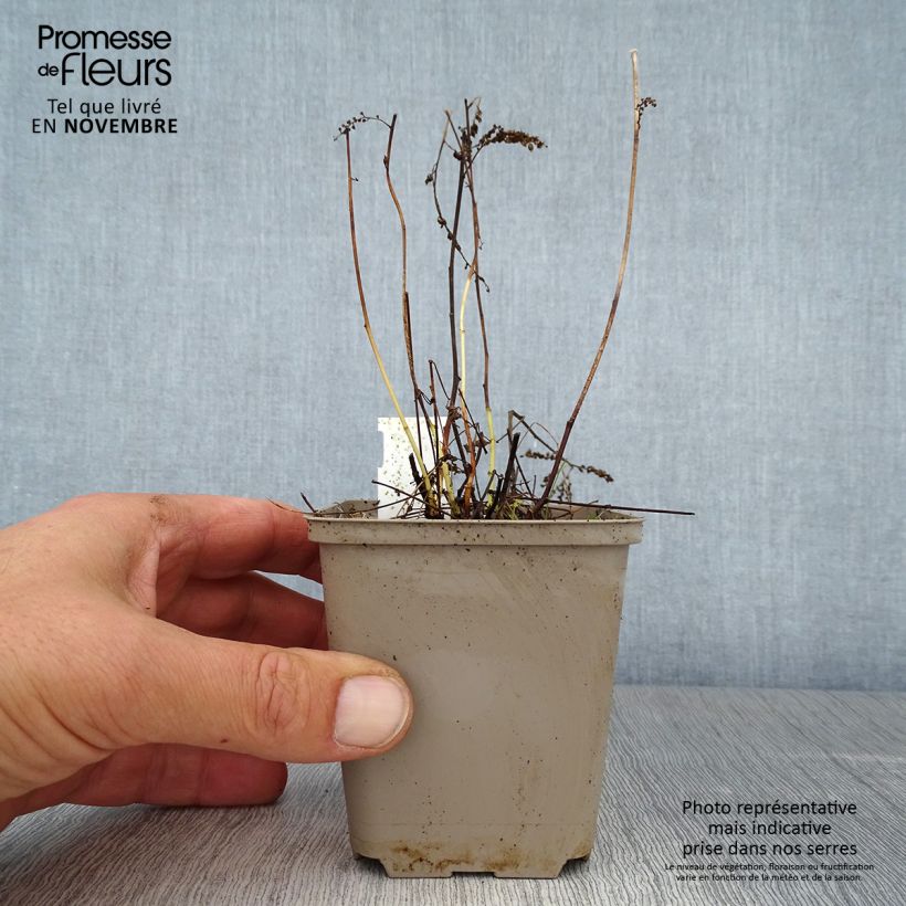 Amostra de Aruncus aethusifolius Vaso de 8/9 cm tal como entregue no outono
