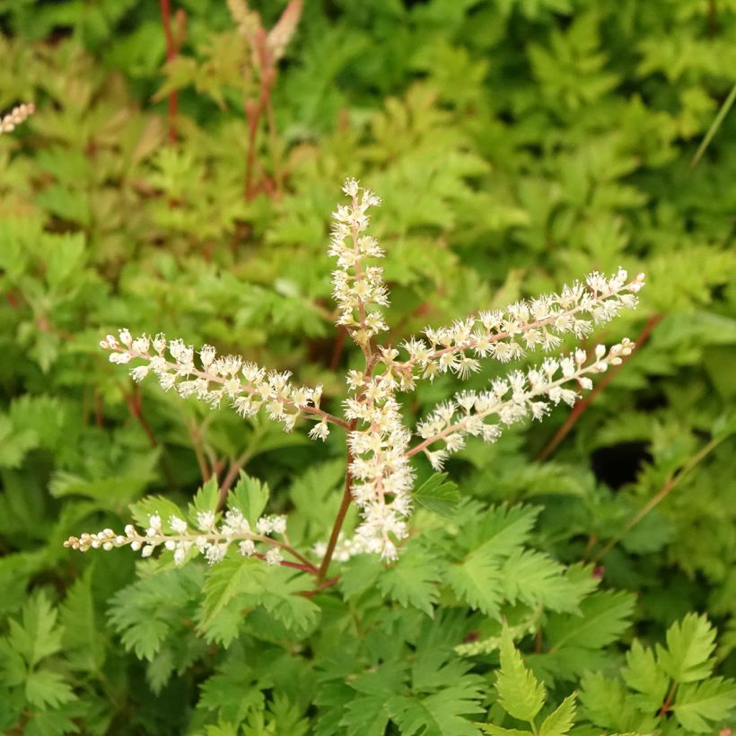 Aruncus aethusifolius (Floração)