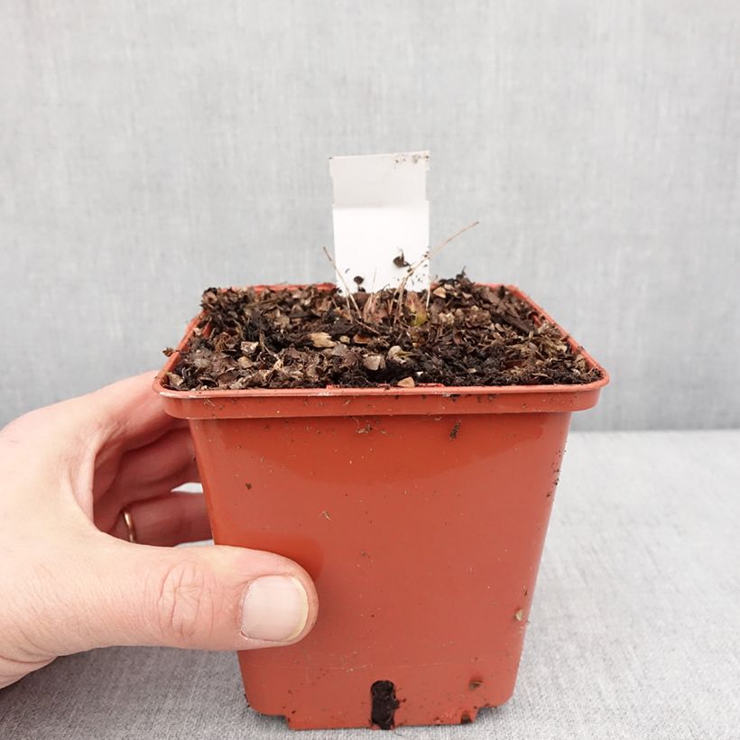 Amostra de Aruncus Chantilly Lace Vaso de 1 L/1,5 L tal como entregue no inverno