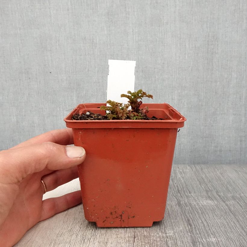 Amostra de Aruncus Chantilly Lace Vaso de 1 L/1,5 L tal como entregue na primavera