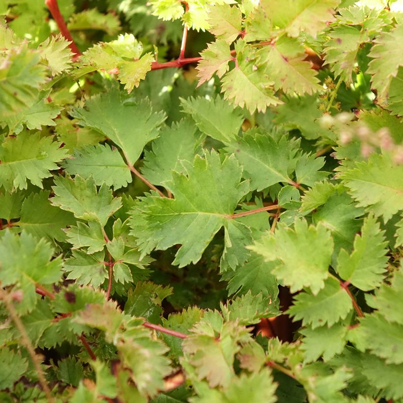 Aruncus Chantilly Lace (Folhagem)