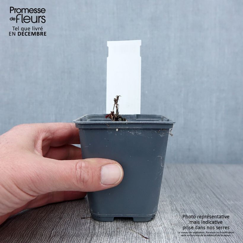 Amostra de Aruncus dioicus var. kamtschaticus Vaso de 8/9 cm tal como entregue no outono