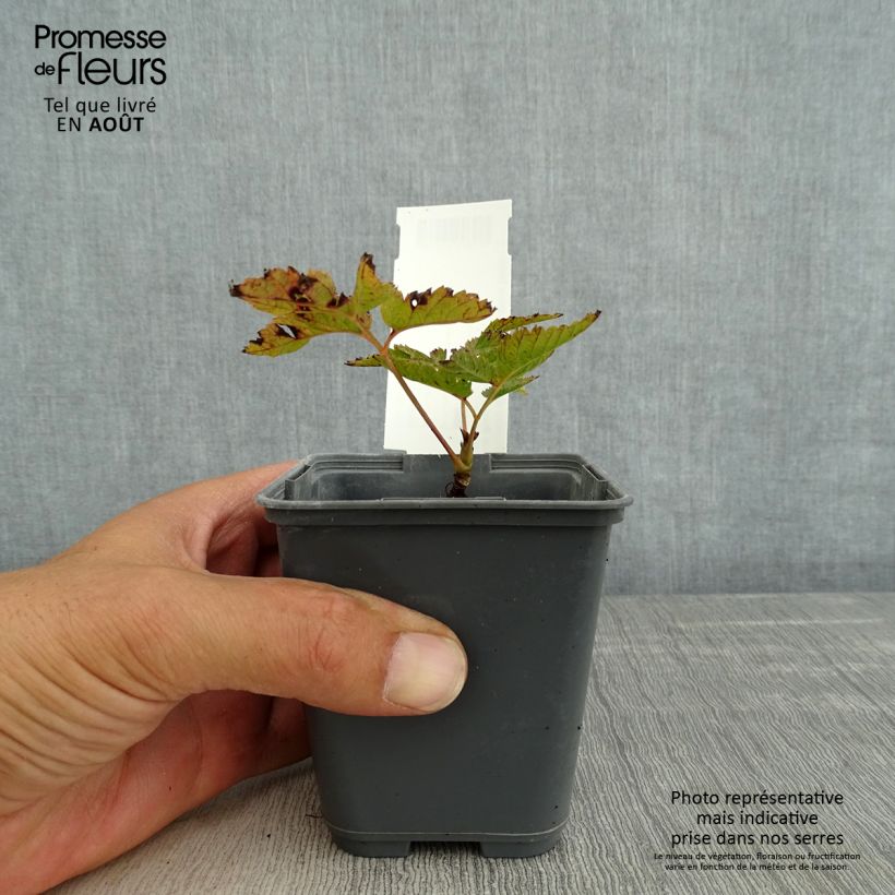 Amostra de Aruncus dioicus var. kamtschaticus Vaso de 8/9 cm tal como entregue no verão