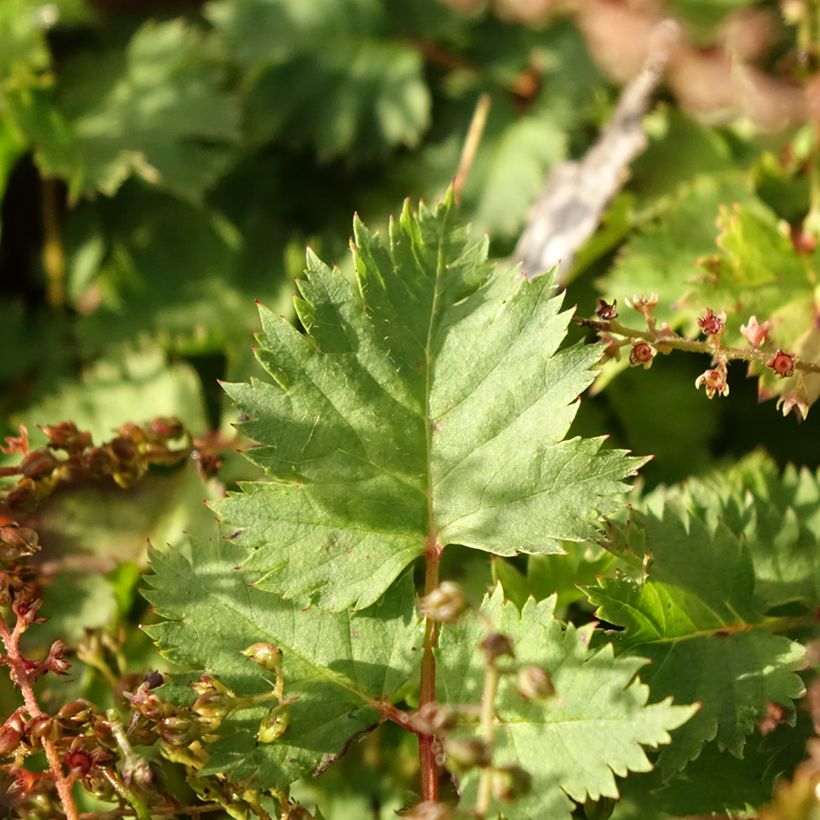 Aruncus dioicus var. kamtschaticus (Folhagem)