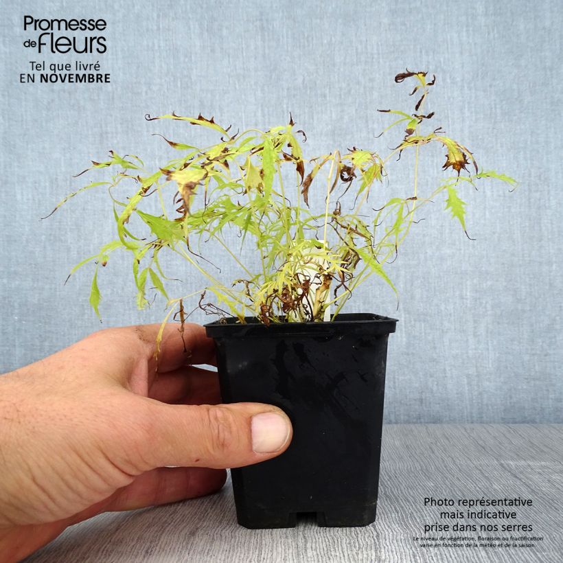 Amostra de Aruncus dioicus Kneiffii Vaso de 8/9 cm tal como entregue no outono