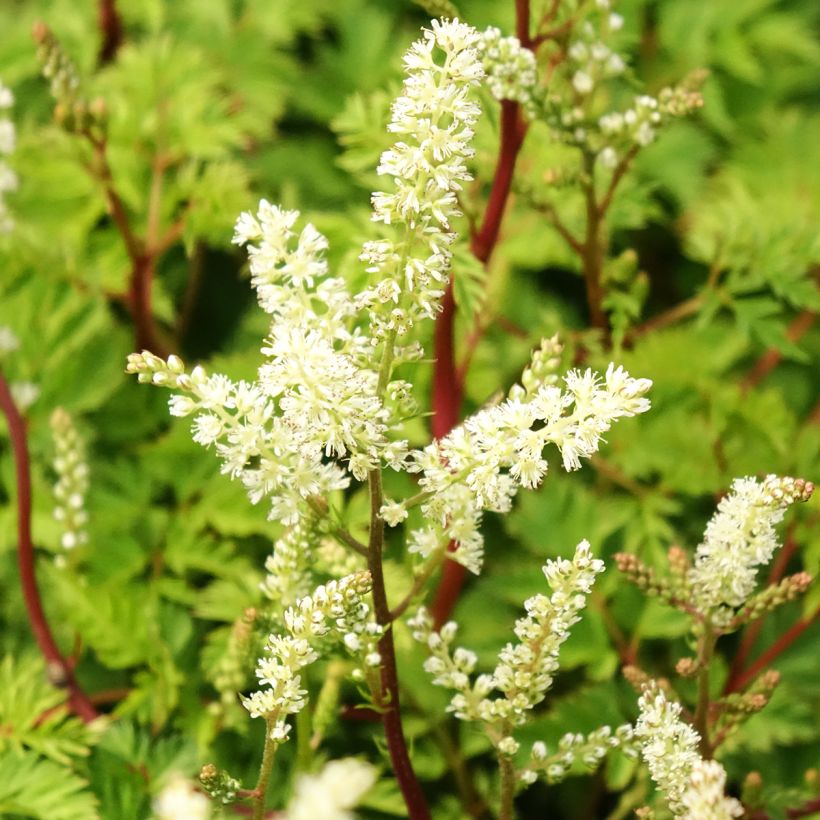 Aruncus dioicus Kneiffii (Floração)