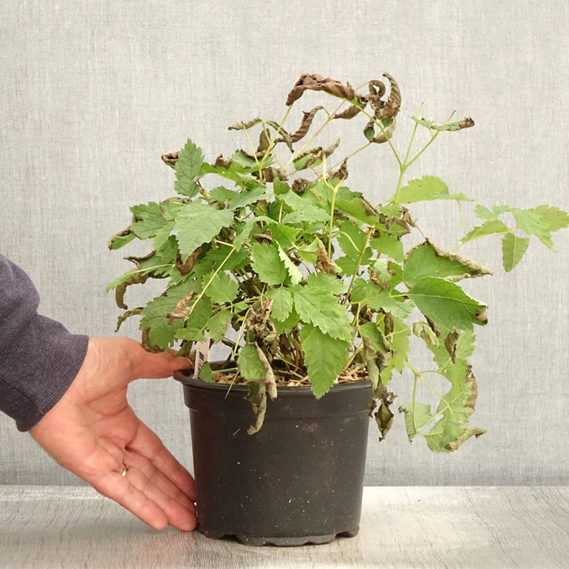 Amostra de Aruncus dioicus sylvestris Vaso de 2 L/3 L tal como entregue no outono