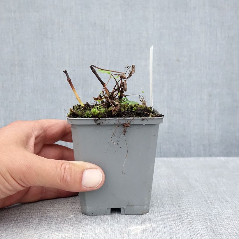 Amostra de Aruncus dioicus sylvestris Vaso de 7/8 cm tal como entregue no outono