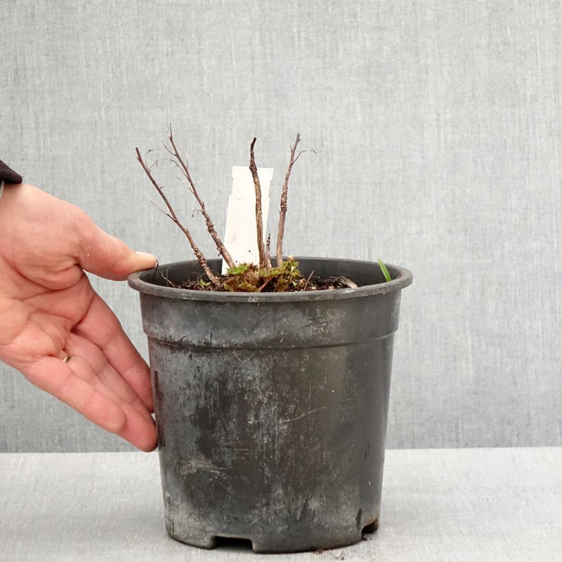 Amostra de Aruncus Guinea Fowl Vaso de 2 L/3 L tal como entregue na primavera