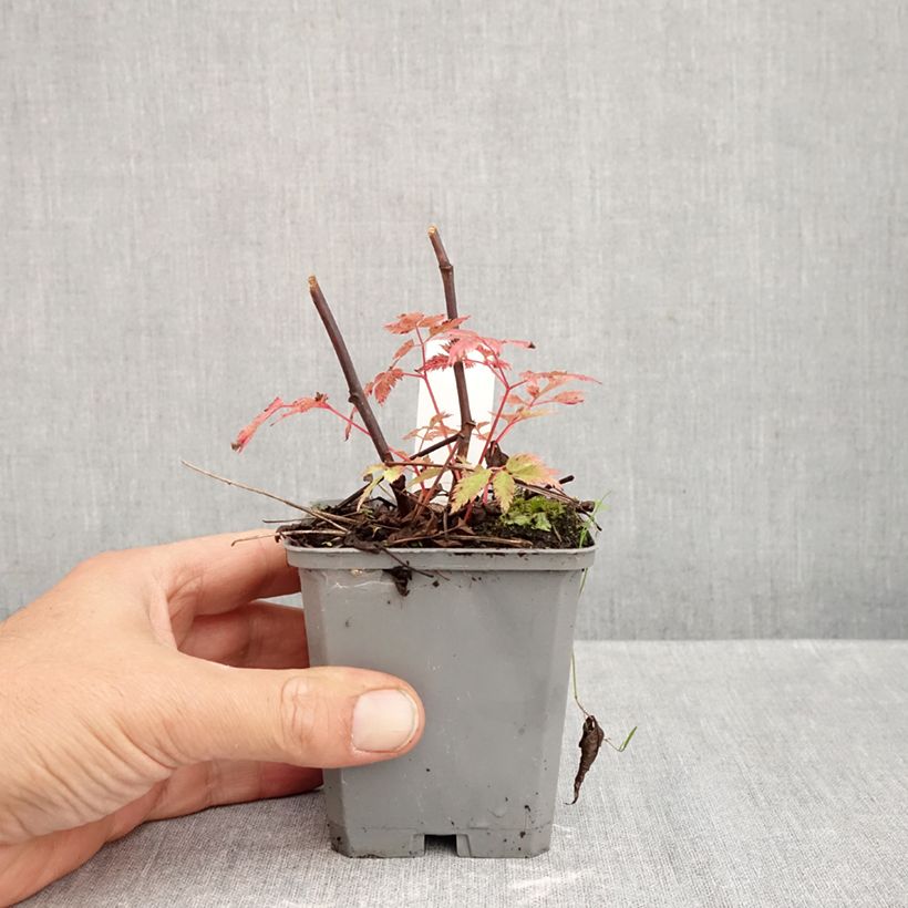 Amostra de Aruncus Horatio Vaso de 8/9 cm tal como entregue no outono