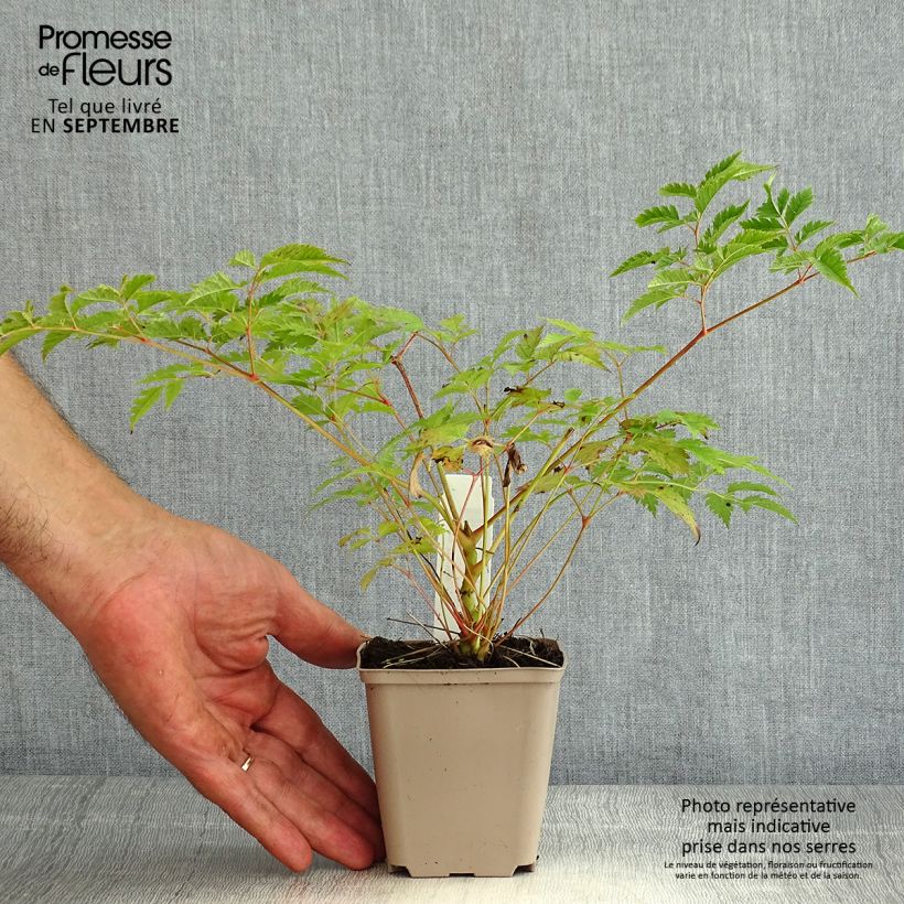 Amostra de Aruncus Horatio Vaso de 8/9 cm tal como entregue no verão