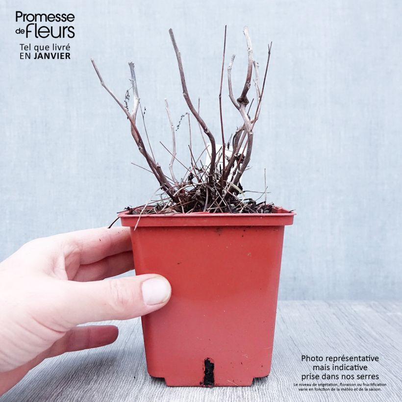 Amostra de Aruncus hybride Misty Lace - Barbe de bouc Vaso de 1 L/1,5 L tal como entregue no inverno