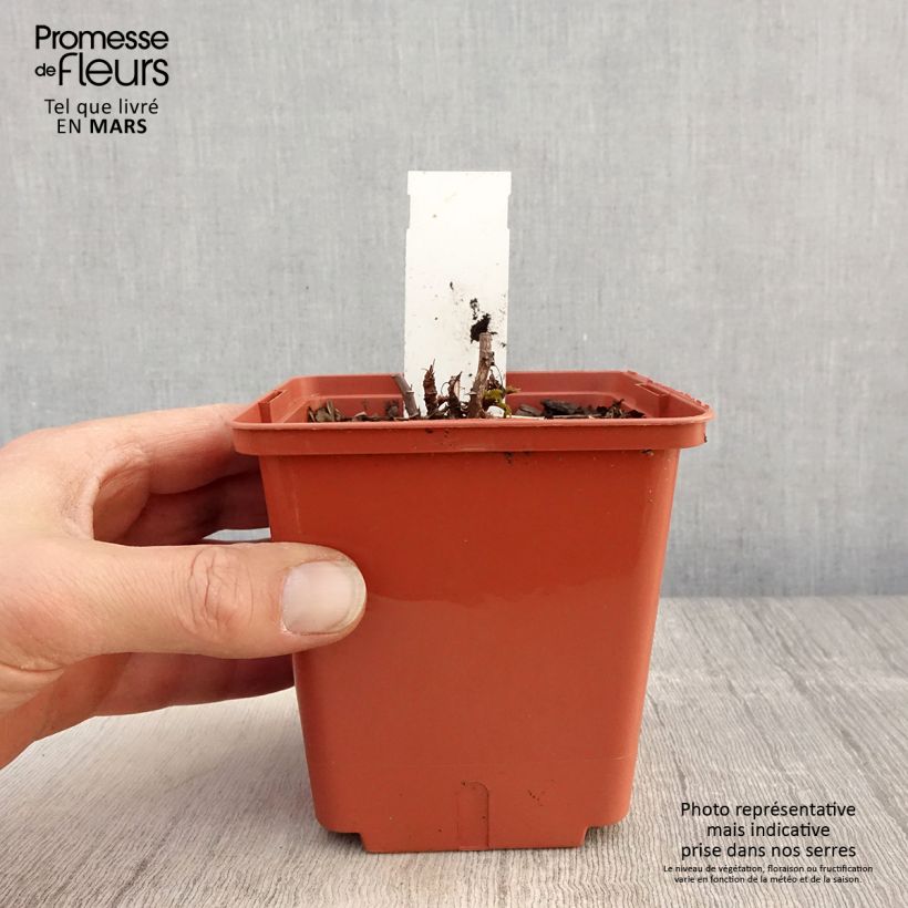 Amostra de Aruncus Misty Lace Vaso de 1 L/1,5 L tal como entregue na primavera