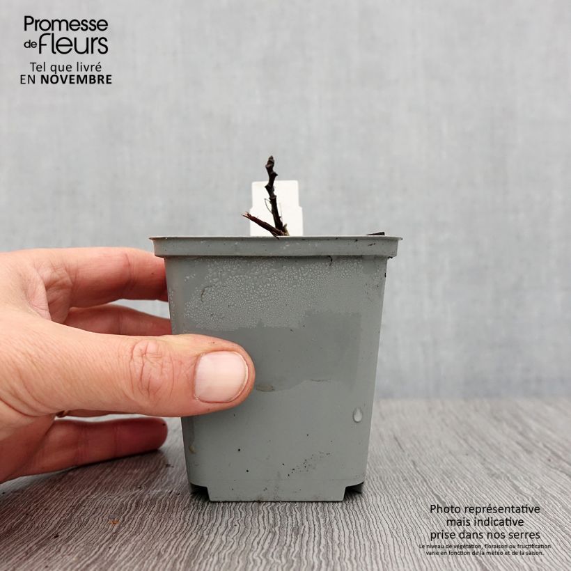 Amostra de Aruncus sinensis Zweiweltenkind Vaso de 8/9 cm tal como entregue no outono