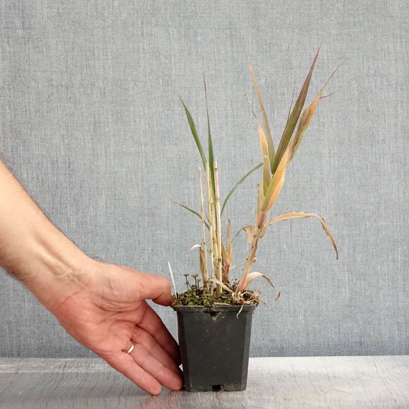 Amostra de Arundo donax Vaso de 8/9 cm tal como entregue no outono