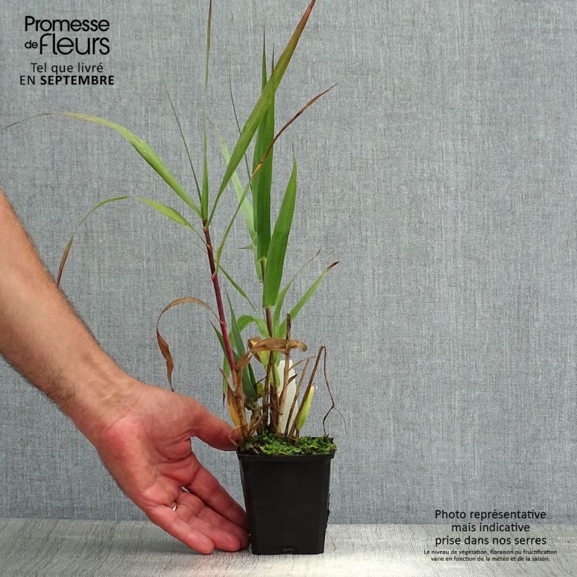 Amostra de Arundo donax Vaso de 8/9 cm tal como entregue no verão