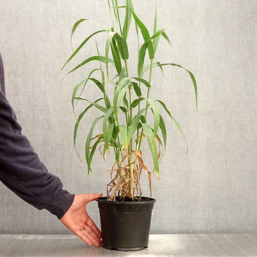 Amostra de Arundo donax Vaso de 3 L/4 L tal como entregue no outono