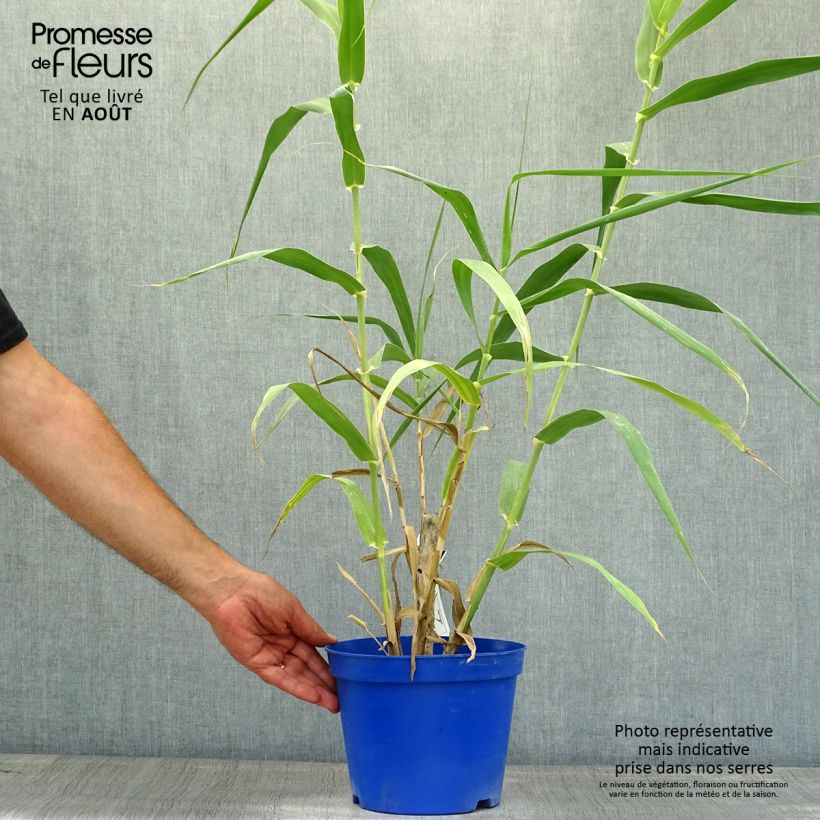 Amostra de Arundo donax Vaso de 3 L/4 L tal como entregue no verão
