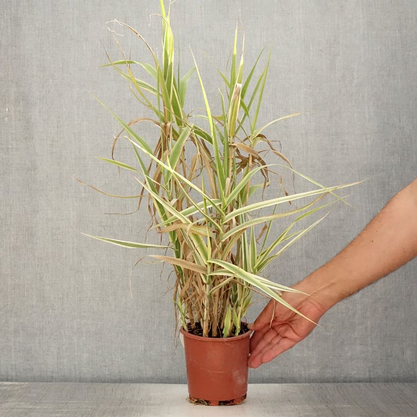 Amostra de Arundo donax Ely Vaso de 1 L/1,5 L tal como entregue no verão