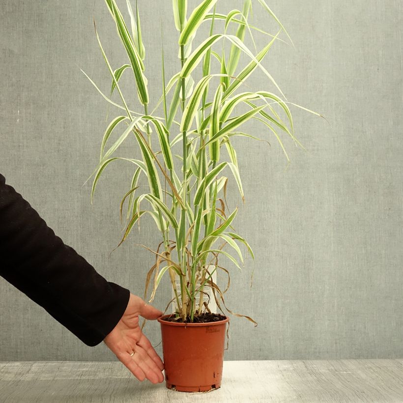 Amostra de Arundo donax Versicolor Vaso de 1 L/1,5 L tal como entregue no outono