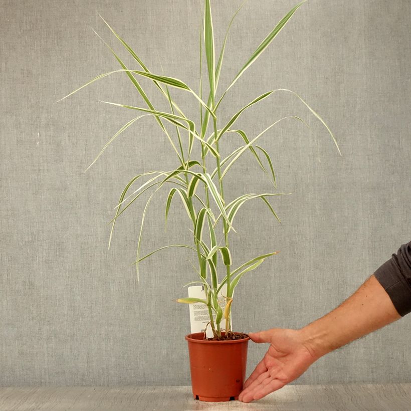 Amostra de Arundo donax Versicolor Vaso de 1 L/1,5 L tal como entregue no verão