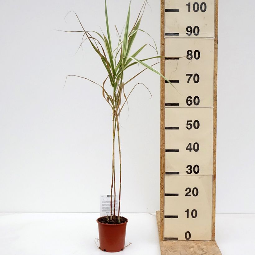 Amostra de Arundo donax Versicolor Vaso de 1 L/1,5 L tal como entregue na primavera