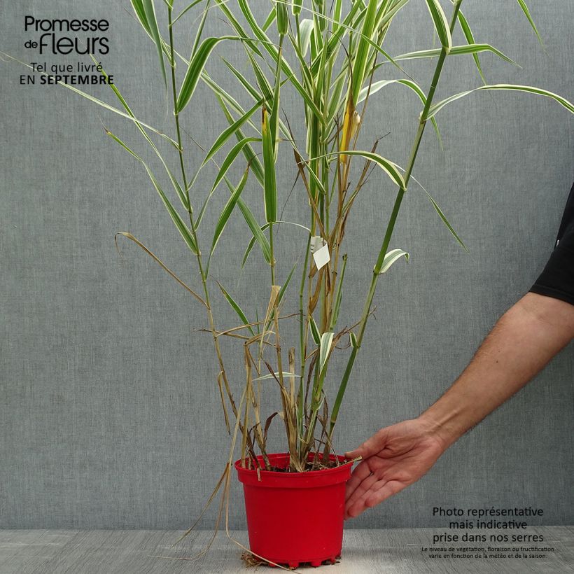 Amostra de Arundo donax Versicolor Vaso de 3 L/4 L tal como entregue no outono