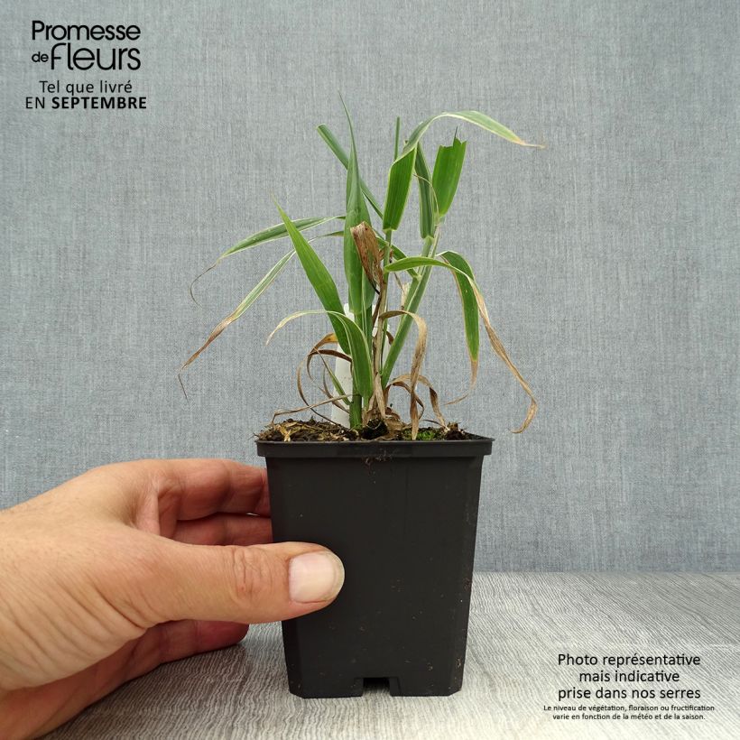 Amostra de Arundo donax Versicolor Vaso de 8/9 cm tal como entregue no outono