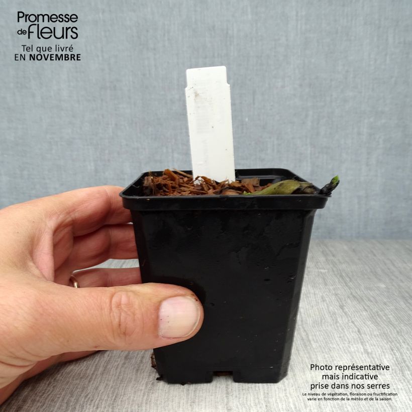 Amostra de Asarum canadense Vaso de 8/9 cm tal como entregue no outono