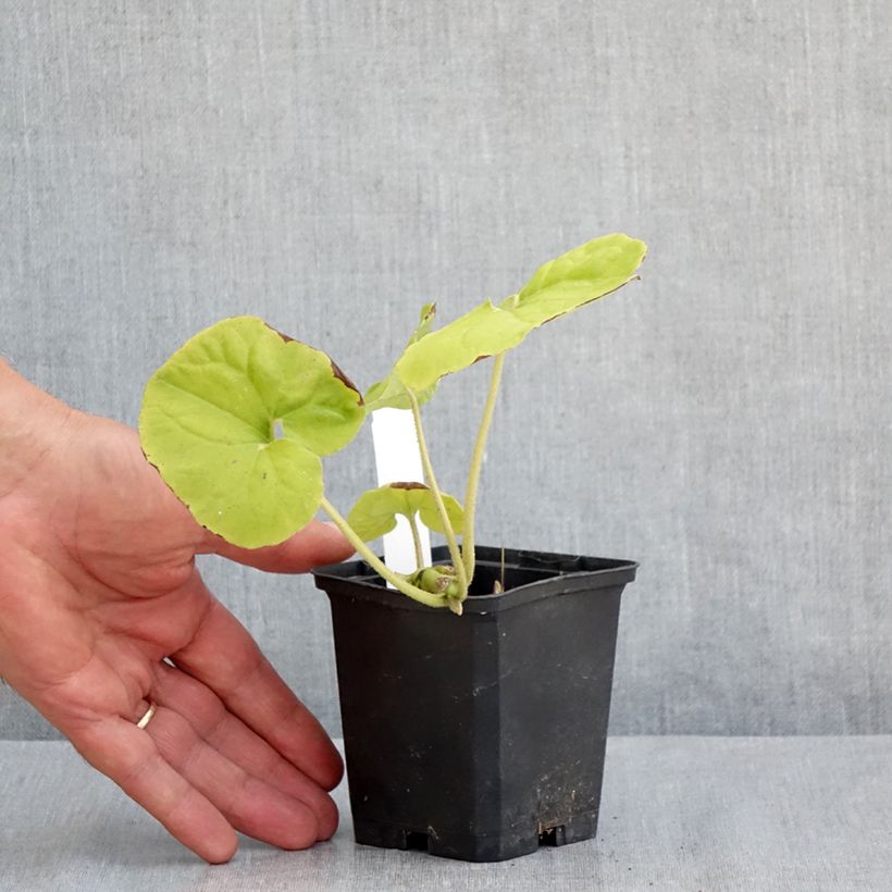 Amostra de Asarum canadense Vaso de 8/9 cm tal como entregue no verão
