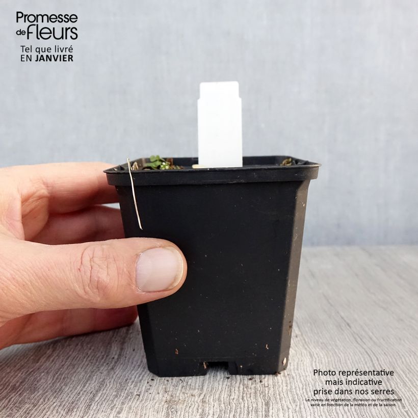 Amostra de Asarum canadense - Asaret Godet de 8/9 cm tal como entregue no inverno