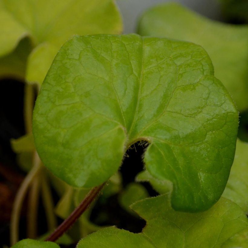 Asarum caudatum (Folhagem)
