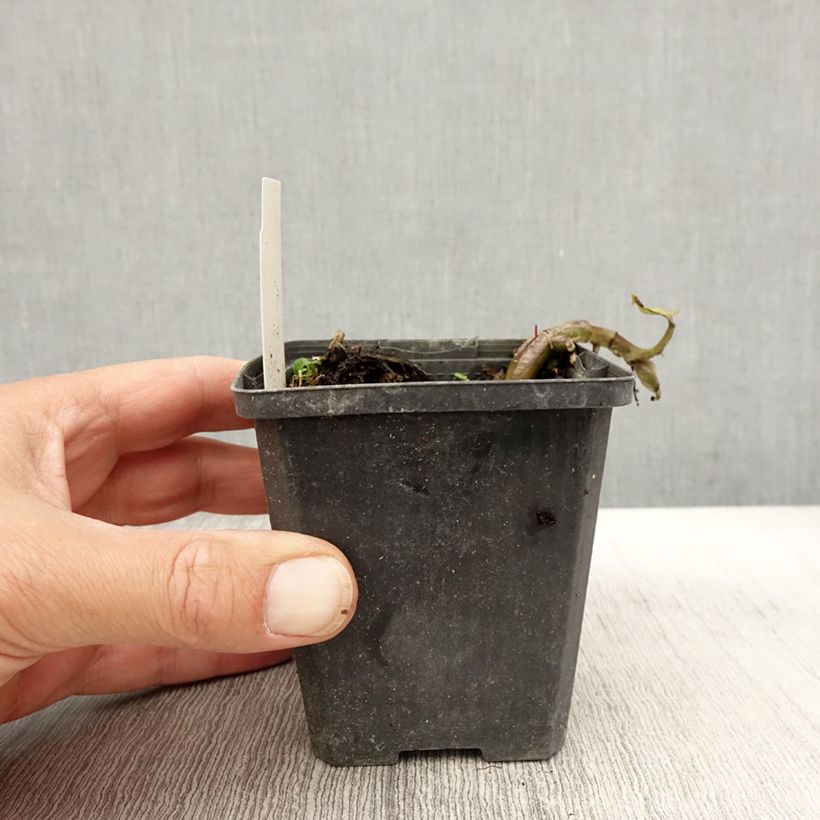 Amostra de Asarum caudatum Vaso de 8/9 cm tal como entregue no outono