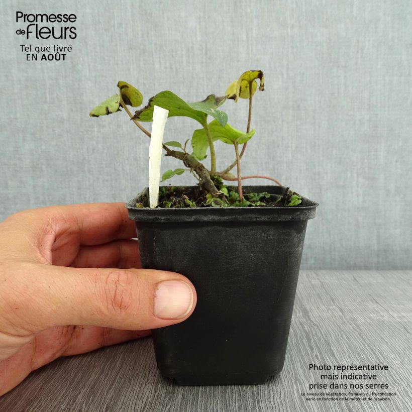 Amostra de Asarum caudatum Vaso de 8/9 cm tal como entregue no verão