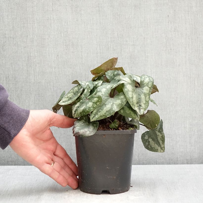Amostra de Asarum splendens Vaso de 1 L/1,5 L tal como entregue na primavera