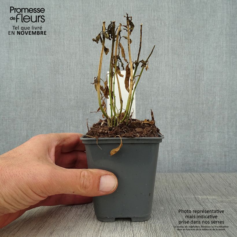 Amostra de Asclepias curassavica Vaso de 8/9 cm tal como entregue no outono