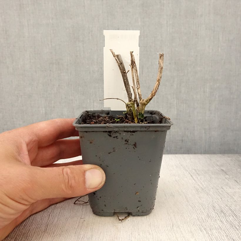 Amostra de Asclepias curassavica Vaso de 8/9 cm tal como entregue na primavera