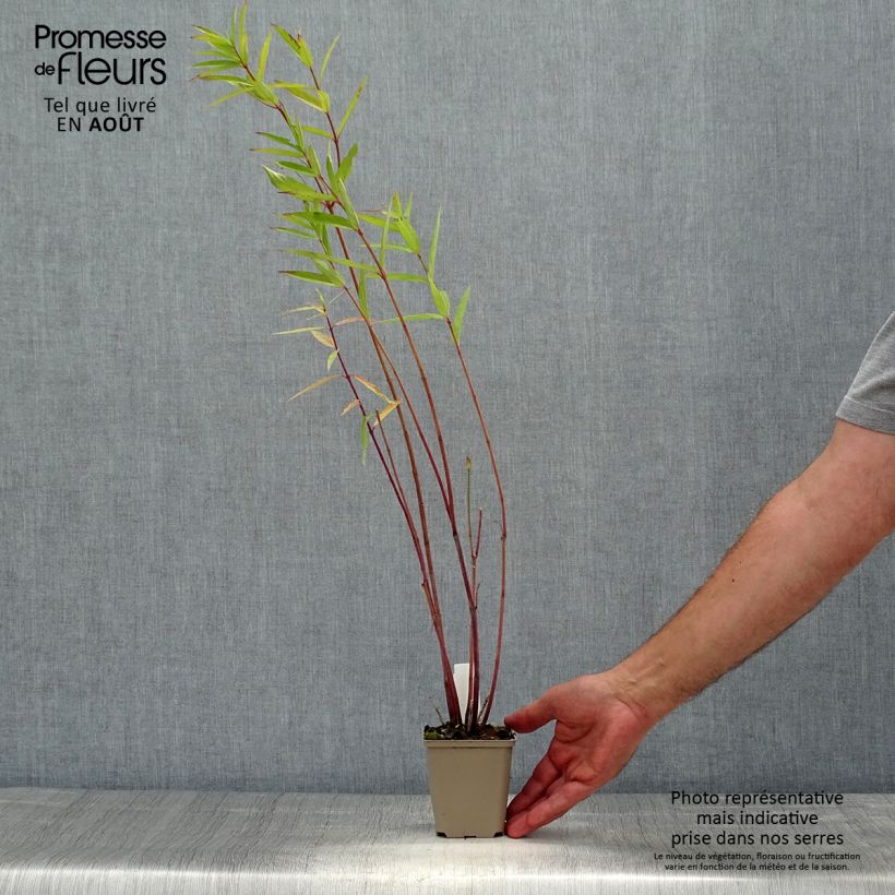 Amostra de Asclepias speciosa Vaso de 8/9 cm tal como entregue no verão