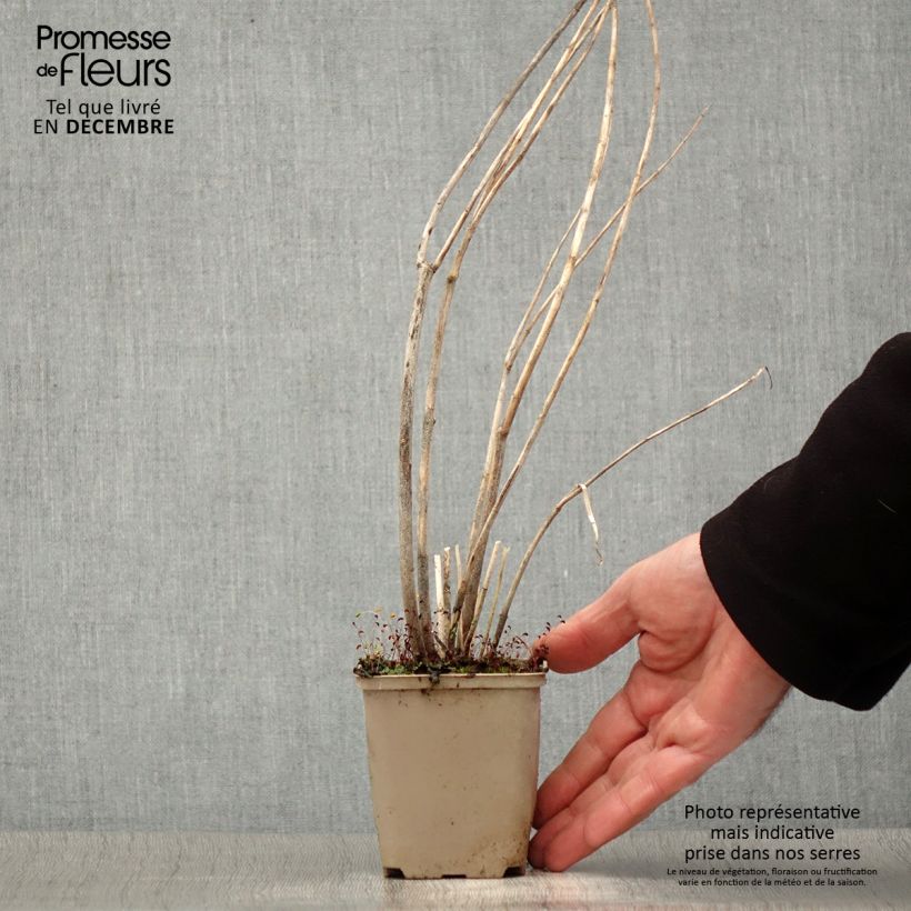 Amostra de Asclépiade, Asclepias speciosa Vaso de 8/9 cm tal como entregue no inverno