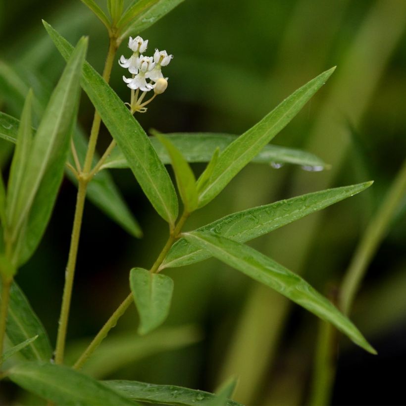 Asclepias incarnata Ice Ballet (Folhagem)