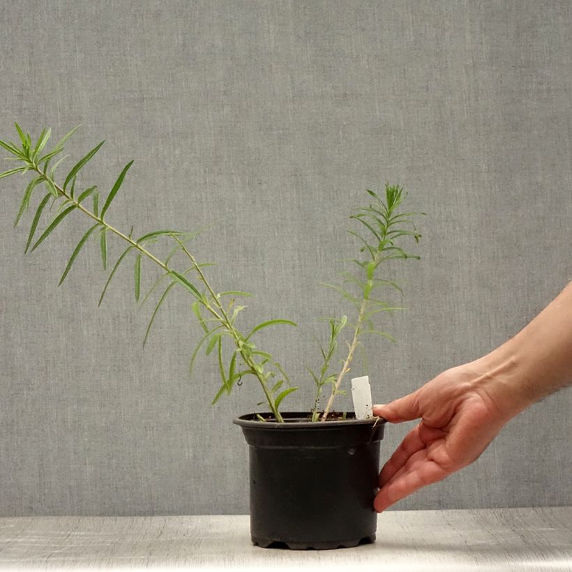 Amostra de Asclepias tuberosa Vaso de 2 L/3 L tal como entregue no verão