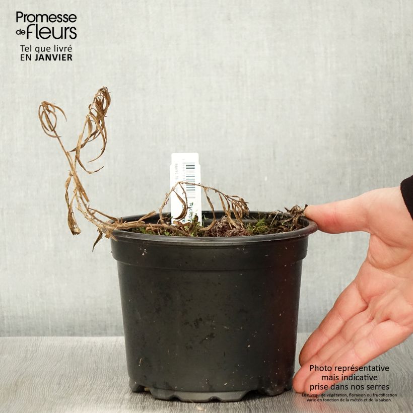 Amostra de Asclepias tuberosa - Asclépiade tubéreuse Vaso de 2 L/3 L tal como entregue no inverno