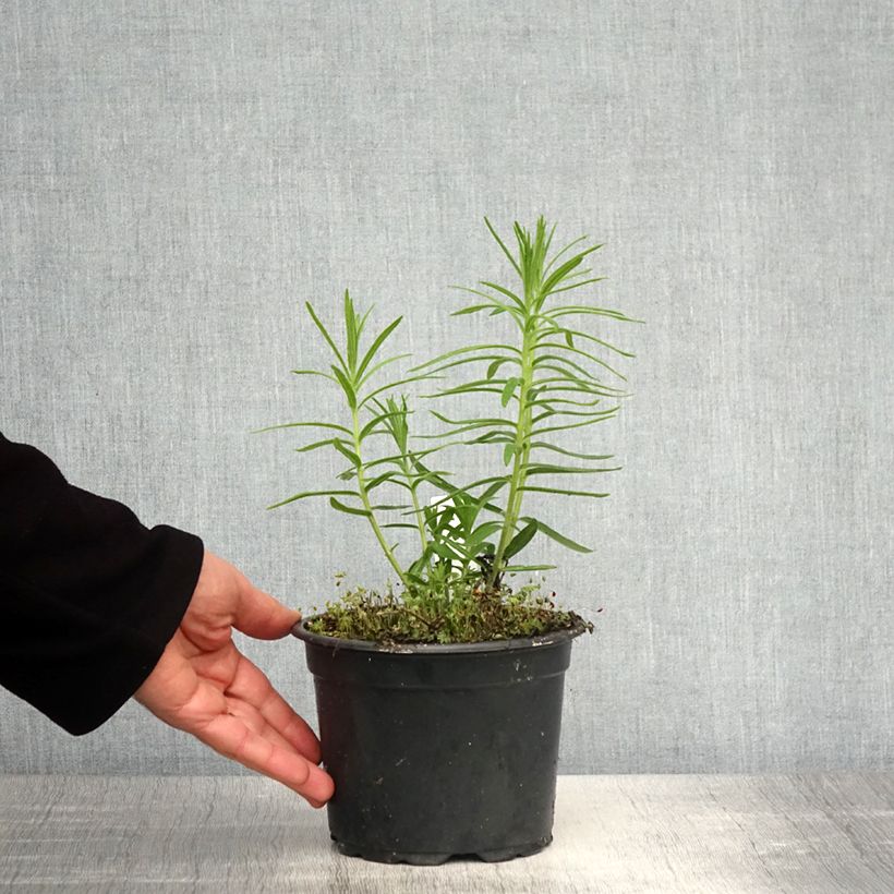 Amostra de Asclepias tuberosa Vaso de 2 L/3 L tal como entregue na primavera