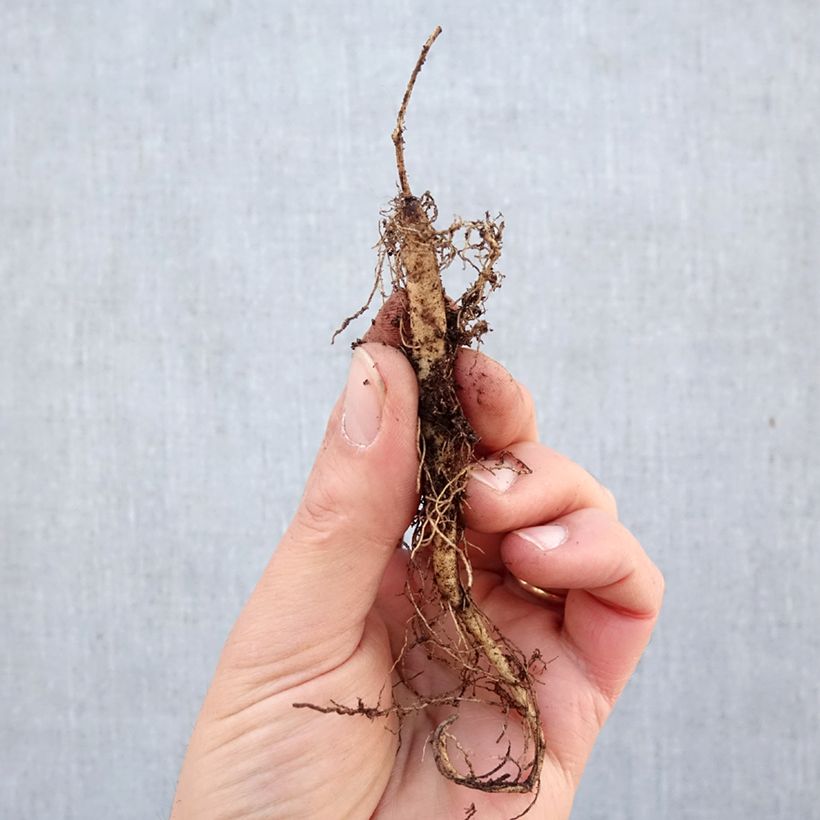 Amostra de Asclepias tuberosa Raízes nuas tal como entregue no inverno