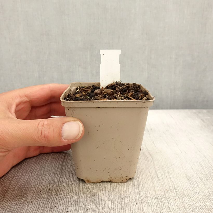 Amostra de Asclepias tuberosa Hello Yellow Vaso de 8/9 cm tal como entregue no outono