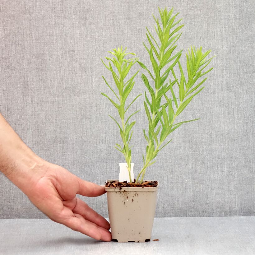 Amostra de Asclepias tuberosa Hello Yellow Vaso de 8/9 cm tal como entregue no verão