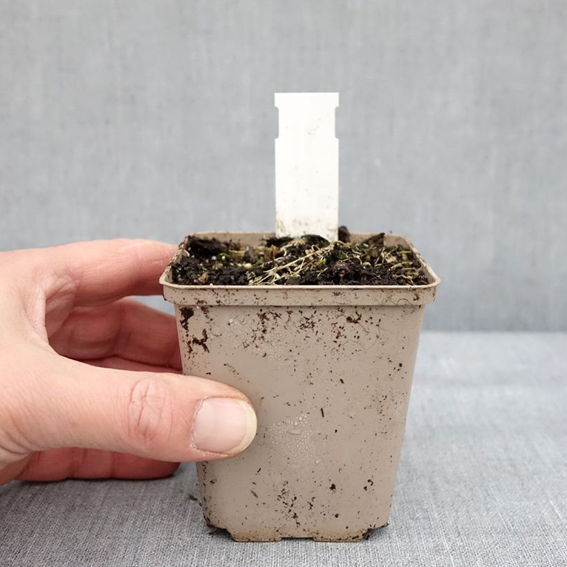 Amostra de Asclepias tuberosa Hello Yellow Vaso de 8/9 cm tal como entregue no inverno