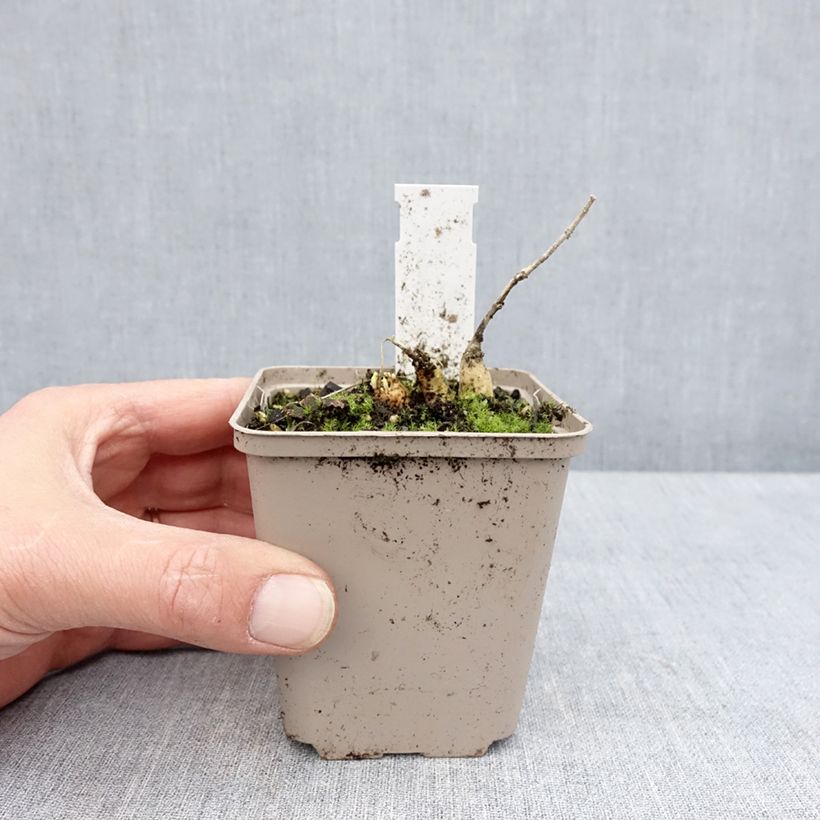 Amostra de Asclepias tuberosa Hello Yellow Vaso de 8/9 cm tal como entregue na primavera