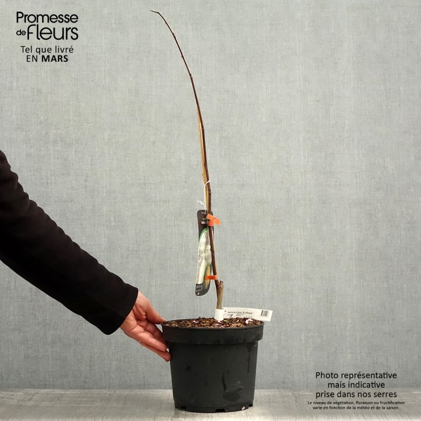 Amostra de Pawpaw Sunflower Vaso de 4 L/5 L tal como entregue na primavera