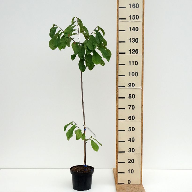 Amostra de Pawpaw Allegheny Vaso de 3 L/4 L tal como entregue no verão